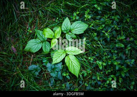 Une belle vue en haut-angle, de haut en bas d'une jeune plante fraîche. Ce petit plant, aux feuilles vertes vibrantes et texturées, pousse parmi les sombres luxuriantes Banque D'Images