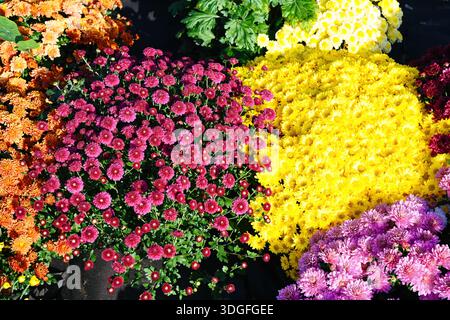 Chrysanthèmes de jardin colorés en fleurs avec des fleurs jaune rose orange et violet. Dense exposition florale automnale de plantes de Chrysanthemum morifolium. Banque D'Images