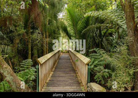 Passerelle en bois à travers la dense forêt verte luxuriante Banque D'Images