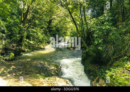 Ruisseau forestier luxuriant qui traverse Mossy Rocks Banque D'Images