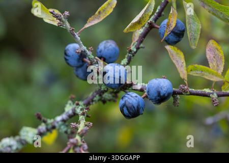 Baies mûres et violettes de sloe, le fruit de la blacképine (Prunus spinosa), sur une haie anglaise. Les baies fournissent une source de nourriture d'automne pour les oiseaux. Banque D'Images