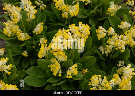 Fleurs jaunes de Primula veris - le cowslip, cowslip commun ou primevre cowslip (Primula officinalis Hill), plante herbacée à fleurs vivaces Banque D'Images