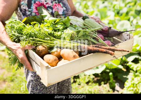 Adulte agriculteur femme tenant des légumes biologiques locaux frais dans le jardin || modèle libéré Banque D'Images