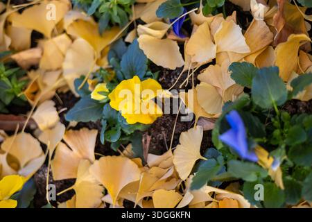 Un beau fond d'automne de feuilles de ginkgo biloba jaune tombées recouvrant le sol, avec des fleurs de pensées bleues éclatantes qui germent à travers. Un coloré Banque D'Images