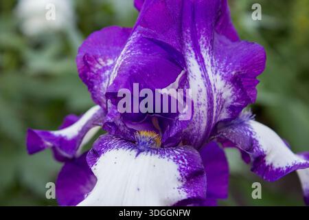 Belle fleur gros plan iris barbu allemand Banque D'Images