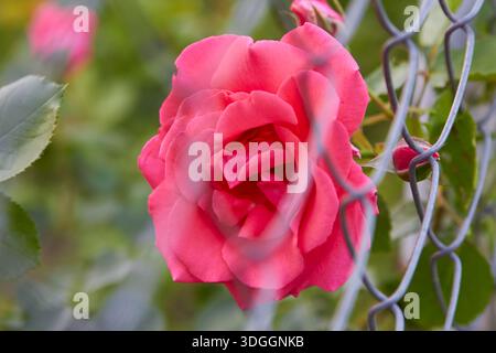 belle rose derrière la clôture dans le jardin fleuri Banque D'Images