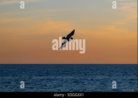 Pélican brun commençant à plonger dans l'eau pour attraper un poisson au coucher du soleil, île de Sanibel, Floride Banque D'Images