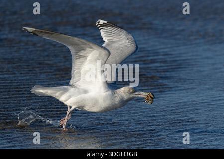 goéland argenté européen adulte (larus argentatus) avec une merde dans le bec commence à décoller Banque D'Images