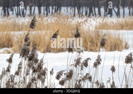 De grands roseaux secs recouverts de gel se tiennent sentinelle près d'un lac gelé et enneigé pendant l'hiver. La scène calme capture la beauté sereine d'un froid Banque D'Images
