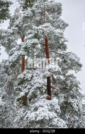 La neige recouvre les branches de grands pins dans une forêt d'hiver tranquille. La scène capture la beauté sereine et l'atmosphère paisible de la saison froide Banque D'Images