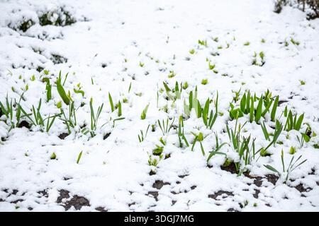 Des pousses de plantes vertes émergent à travers une couverture de neige fraîche lors d'une chute de neige inattendue de fin de printemps. Cela met en évidence la résilience de la nature et le surpr Banque D'Images