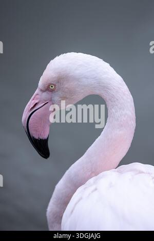 Un élégant portrait en gros plan d'un flamant rose, mettant en valeur son cou gracieusement incurvé et son bec unique. La composition minimaliste souligne le grac Banque D'Images