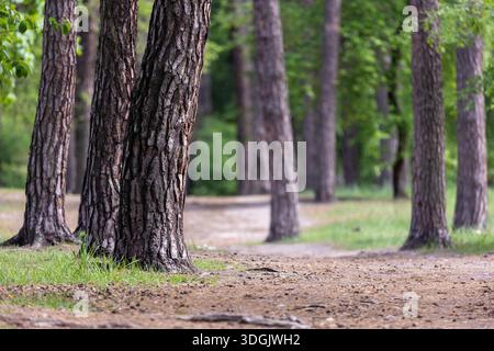 La canopée d'une forêt de pins avec de hauts troncs droits s'élevant au-dessus d'un sous-bois vert dense. La lumière du soleil filtre à travers les aiguilles, créant un glo doux Banque D'Images