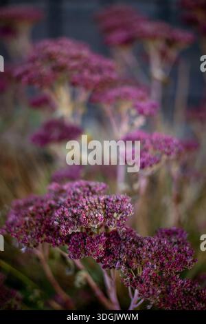 Gros plan d'une plante Sedum ou Stonecrop avec des bourgeons de fleurs vertes et des feuilles épaisses. Le feuillage vert flou constitue le fond. Banque D'Images