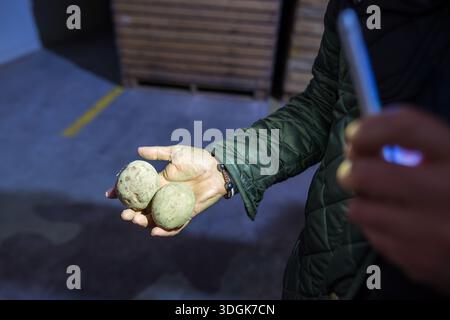 Vue rapprochée d'une main d'agriculteur tenant deux pommes de terre de semence bleues crues montrant la qualité du matériel de plantation dans l'entrepôt de stockage de légumes foncé Wit Banque D'Images