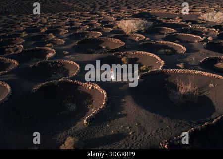 Vue aérienne des vignobles volcaniques de la Geria sur Lanzarote au crépuscule Banque D'Images