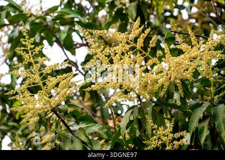Les manguiers du jardin fleurissent. Une branche de fleurs de mangue inflorescence Banque D'Images