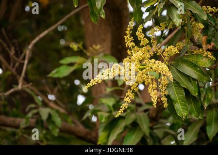 Les manguiers du jardin fleurissent. Une branche de fleurs de mangue inflorescence Banque D'Images