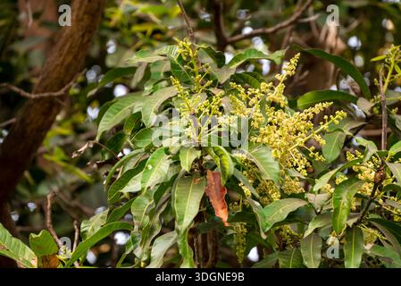 Les manguiers du jardin fleurissent. Une branche de fleurs de mangue inflorescence Banque D'Images