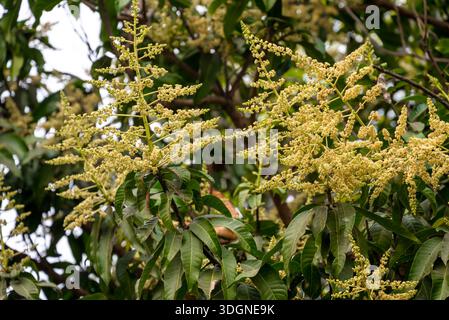 Les manguiers du jardin fleurissent. Une branche de fleurs de mangue inflorescence Banque D'Images