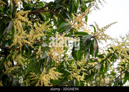 Les manguiers du jardin fleurissent. Une branche de fleurs de mangue inflorescence Banque D'Images
