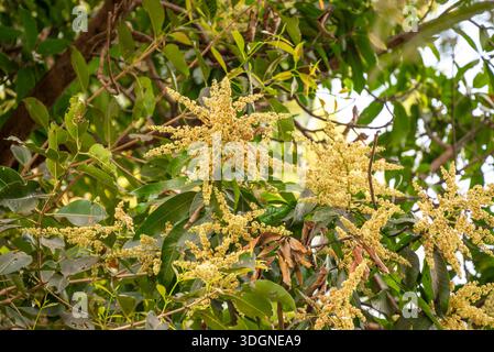 Les manguiers du jardin fleurissent. Une branche de fleurs de mangue inflorescence Banque D'Images