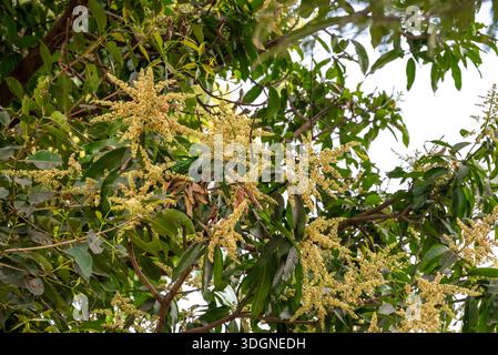 Les manguiers du jardin fleurissent. Une branche de fleurs de mangue inflorescence Banque D'Images