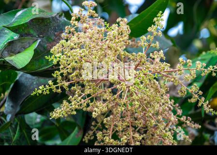 Les manguiers du jardin fleurissent. Une branche de fleurs de mangue inflorescence Banque D'Images