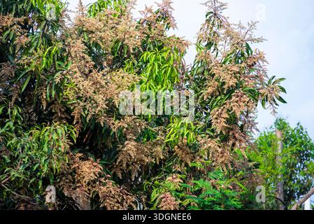 Les manguiers du jardin fleurissent. Une branche de fleurs de mangue inflorescence Banque D'Images