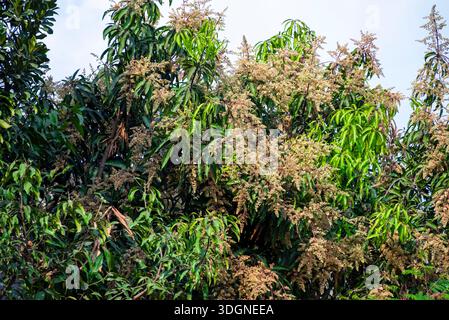 Les manguiers du jardin fleurissent. Une branche de fleurs de mangue inflorescence Banque D'Images