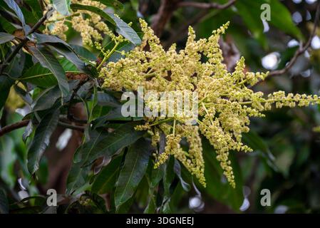 Les manguiers du jardin fleurissent. Une branche de fleurs de mangue inflorescence Banque D'Images