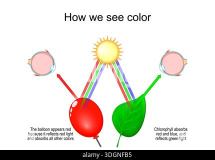 Comment nous voyons la couleur. Le ballon apparaît rouge car il réfléchit la lumière rouge et absorbe toutes les autres couleurs rayon. La feuille de la plante absorbe le rouge et le bleu, et réfléchit Illustration de Vecteur