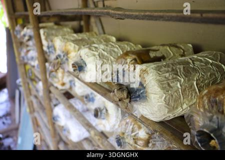 Ferme biologique de culture de champignons avec des sacs de culture de mycélium blanc empilés étagères en bois rustiques en attente de récolte hangar agricole traditionnel, Healt Banque D'Images