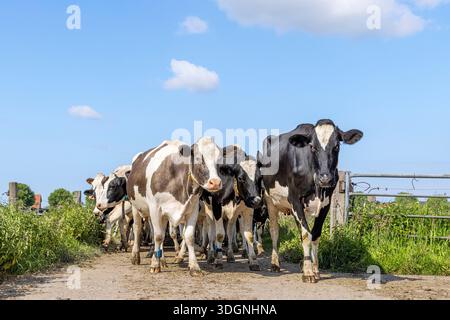 Groupe de vaches approchant, vers et venant en sens inverse, un troupeau marchant sur un chemin vers le robot trayeur dans un pâturage sous un ciel bleu Banque D'Images