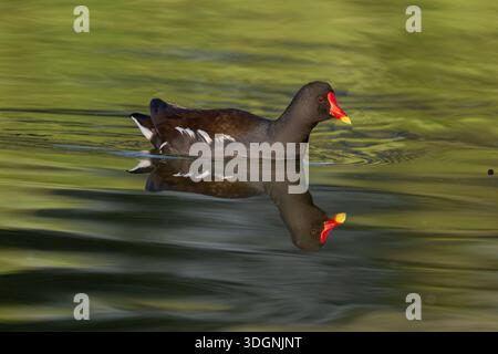 Le moorhen commun, Gallinula chloropus, également connu sous le nom de la poule d'eau, est une espèce d'oiseau de la famille des rails. Banque D'Images