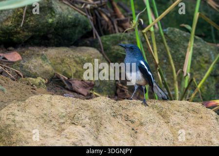Magpie-robin oriental, femelle Copsychus saularis Banque D'Images