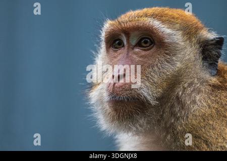 Macaque à longue queue ou macaque mangeur de crabe (Macaca fascicularis) Banque D'Images