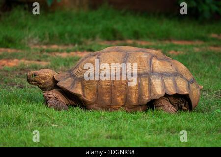 Tortue folle africaine (sulcata Tortoise) — Centrochelys sulcata Banque D'Images