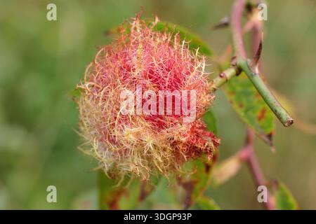 Le coussin d'épingle de Robin, Diplolepis rosae, causé par une larve de guêpe biliaire se développant dans un rosier sauvage infecté. Aussi appelé Bedeguar Gall. Banque D'Images