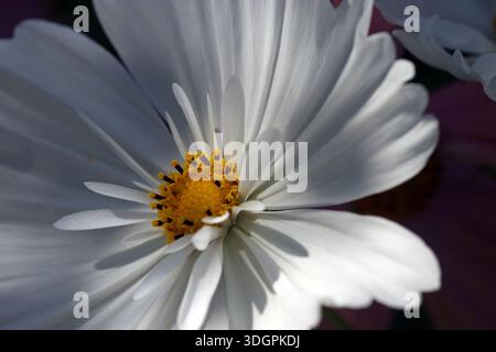 Gros plan de Cosmos (Cosmea) bipinnatus Cupcakes White avec des pétales semi-doubles partiellement fusionnés autour d'un centre jaune vif Banque D'Images
