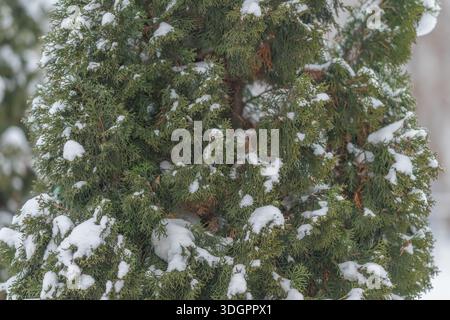 Scène hivernale avec des conifères givrés, paysage de banlieue paisible avec haie de thuya recouverte de neige et lumière douce du jour hivernale soulignant la texture verte Banque D'Images