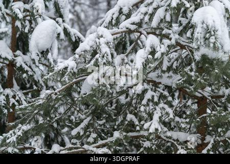 Branches de pin emballées dans la neige résistant au poids de l'hiver, écorce robuste et branches courbées montrant la force sous l'accumulation, lumière grise d'humeur transmet l'endurance Banque D'Images