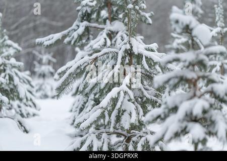 branches de pin couvertes de neige dans la forêt, couverture poudreuse sur les aiguilles, fond flou doux, ciel gris atténué, atmosphère tranquille idéale pour le dos saisonnier Banque D'Images