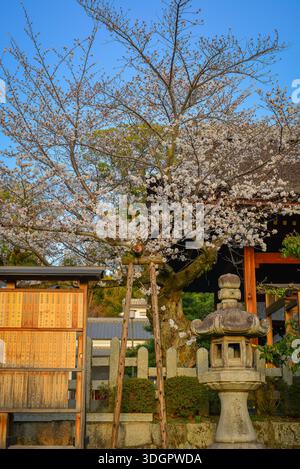 Nara, Japon - 3 avril 2025. Paysage de fleurs de pêche fleurissant dans un ancien temple de Nara, Japon. Banque D'Images
