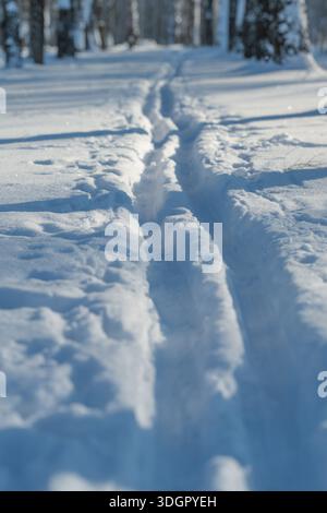 Pistes de ski Lowangle à travers la neige étincelante menant vers des bouleaux lointains dans le parc d'hiver ensoleillé, des ombres froides croustillantes, de la poudreuse texturée, le sentiment de qui Banque D'Images