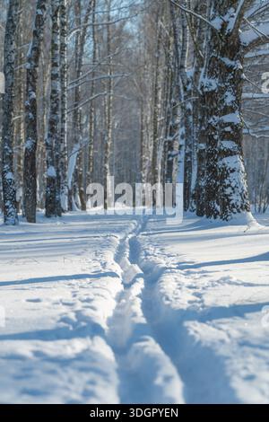Sunny Winter Park ski route vista large sentier coupant à travers la poudreuse profonde, empreintes de pas dispersées, longues ombres de grands arbres, lumière froide vibrante, ener Banque D'Images