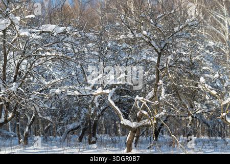 Les rangées de vergers couvertes de neige s'étendent sur un champ ensoleillé avec de lourdes branches se pliant sous la poudre blanche, la forêt de bouleaux lointaine crée des couches de dos d'hiver Banque D'Images