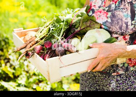 Adulte agriculteur femme tenant des légumes biologiques locaux frais dans le jardin || modèle libéré Banque D'Images