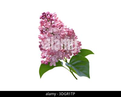 Fleurs de lilas rose frais (Syringa vulgaris) avec des feuilles vertes isolées sur fond blanc. Élément floral printanier pour le design, la décoration, la marque et le bot Banque D'Images