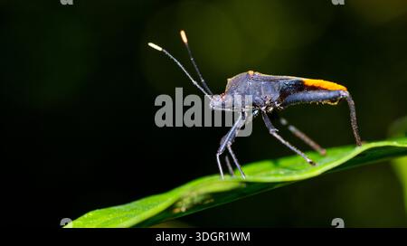 Bug bouclier, Bug Chust, Heteroptera, Hemiptera, Tropical Rainforest, parc national Marino Ballena, Uvita de Osa, Puntarenas, Costa Rica, Amérique centrale Banque D'Images